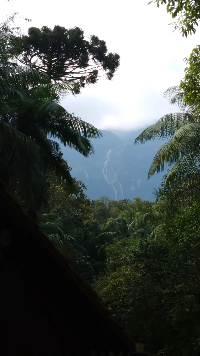 araucaria forest