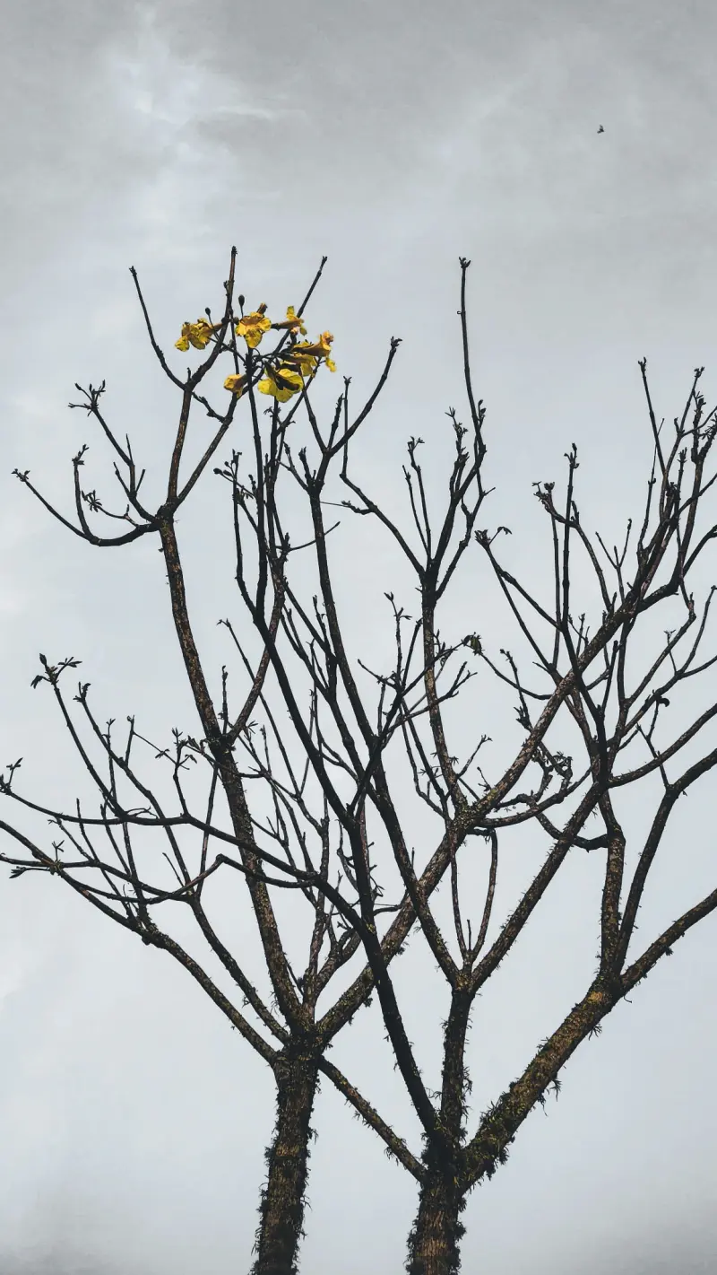 bare tree blossoms
