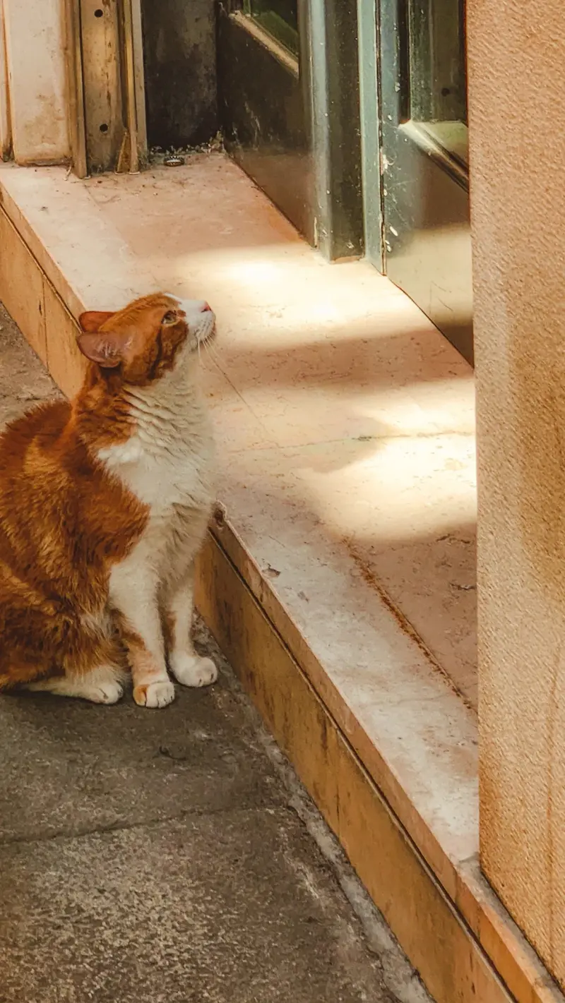 cat in doorway