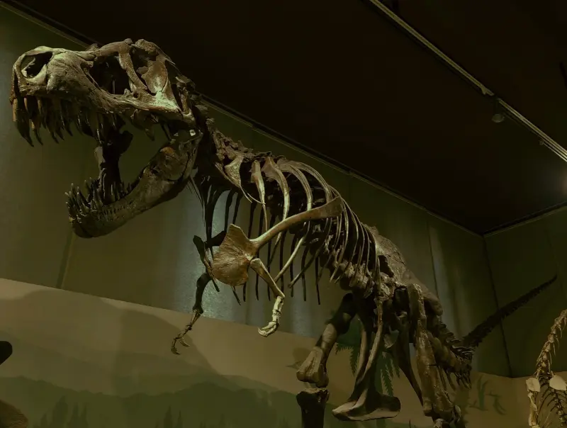 dinosaur skeleton
