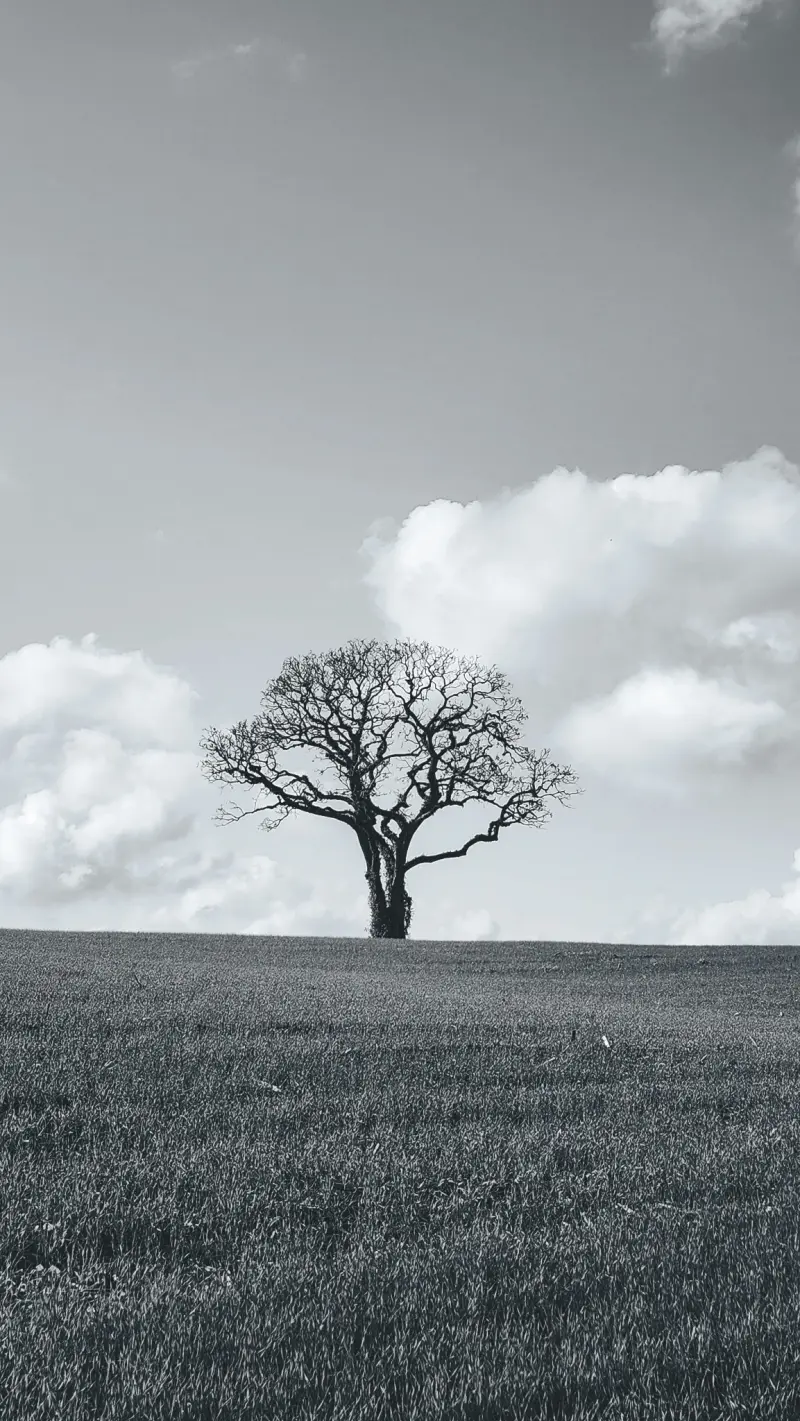 lone tree bw